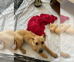 Small #3 Retriever  Mix