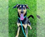 Small #1 Doberman Pinscher Mix