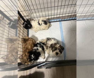Shih-Poo Puppy for sale in JERSEY CITY, NJ, USA