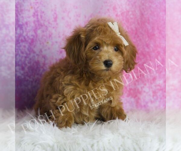 Medium Photo #2 Maltipoo Puppy For Sale in WARSAW, IN, USA