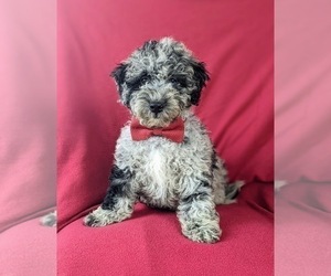 Sheepadoodle Puppy for sale in GLEN ROCK, PA, USA