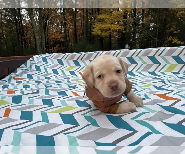 Medium Photo #1 Labrador Retriever Puppy For Sale in DINGMANS FERRY, PA, USA