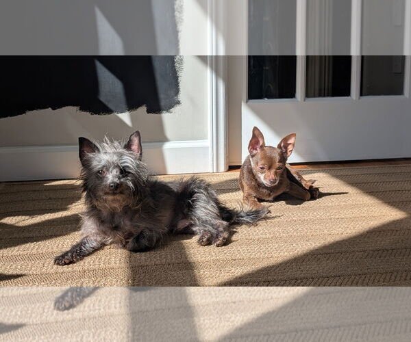 Medium Photo #2 Chihuahua Puppy For Sale in Cary, NC, USA