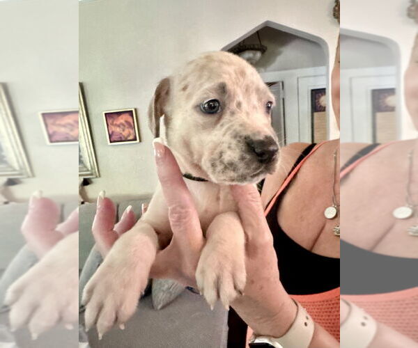 Medium Photo #6 American Staffordshire Terrier-Unknown Mix Puppy For Sale in Brewster, NY, USA