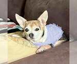 Small #19 Chihuahua Mix