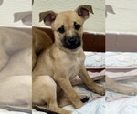 Small Photo #5 Mutt Puppy For Sale in Jefferson, NJ, USA
