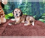 Small Photo #6 Goldendoodle (Miniature) Puppy For Sale in BLACK FOREST, CO, USA