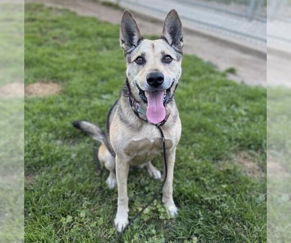 Medium Photo #1 German Shepherd Dog-Unknown Mix Puppy For Sale in Modesto, CA, USA
