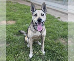 German Shepherd Dog-Unknown Mix Dogs for adoption in Modesto, CA, USA