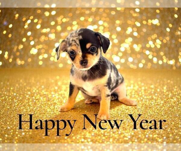 Medium Photo #49 Chihuahua Puppy For Sale in CHARLESTON, AR, USA