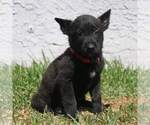 Small Photo #8 Belgian Malinois Puppy For Sale in POMONA, CA, USA
