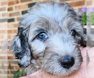 Aussiedoodle Puppy for sale in COLUMBIA, TN, USA