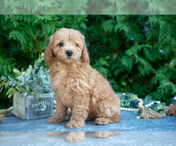 Medium Photo #21 Cavapoo (Miniature) Puppy For Sale in KIRKWOOD, PA, USA