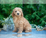 Small #1 Cavapoo (Miniature)
