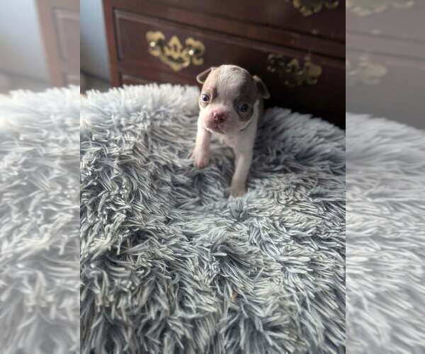 Medium Photo #15 Boston Terrier Puppy For Sale in GONIC, NH, USA