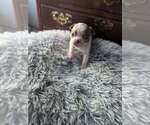 Small Photo #15 Boston Terrier Puppy For Sale in GONIC, NH, USA