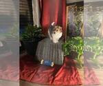 Small Photo #10 Poovanese Puppy For Sale in LOUISVILLE, KY, USA