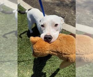 Bull Terrier-Staffordshire Bull Terrier Mix Dogs for adoption in Bakersfield, CA, USA
