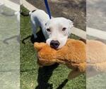 Small Bull Terrier-Staffordshire Bull Terrier Mix