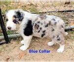 Small Photo #10 Border Collie Puppy For Sale in ELMENDORF, TX, USA