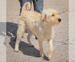 Small #5 Mutt