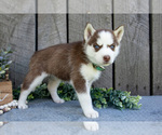 Small Photo #15 Siberian Husky Puppy For Sale in SHREVE, OH, USA