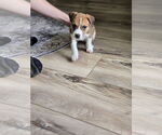 Small #2 Labrador Retriever
