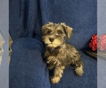 Small #12 Schnauzer (Miniature)