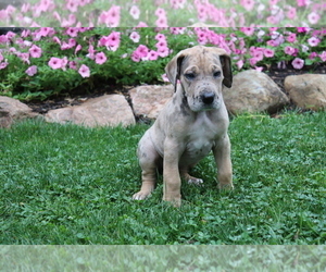 Great Dane Puppy for sale in SHILOH, OH, USA