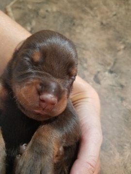 Medium Photo #6 Doberman Pinscher Puppy For Sale in HIGH SPRINGS, FL, USA