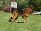 Small Photo #4 German Shepherd Dog Puppy For Sale in FOREST GROVE, OR, USA
