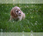 Small #1 Cocker Spaniel