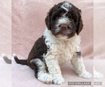 Small #1 Lagotto Romagnolo