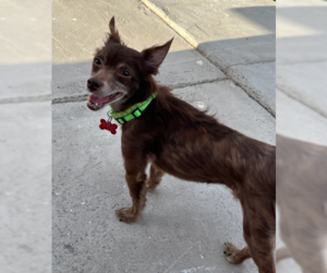 Jude - Male Chihuahua-Unknown Mix Dog for Adoption - Photo #4