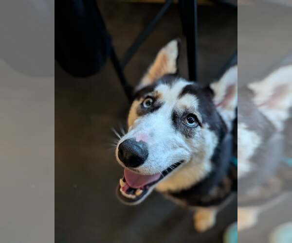 Medium Photo #3 Siberian Husky-Unknown Mix Puppy For Sale in Holly Springs, NC, USA