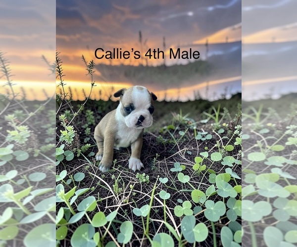 Medium Photo #1 Boston Terrier Puppy For Sale in EWING, KY, USA