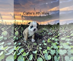 Boston Terrier Puppy for sale in EWING, KY, USA