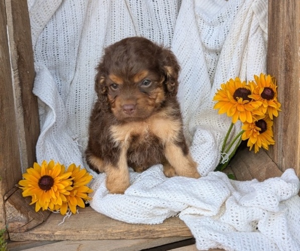 Medium Photo #9 Cock-A-Poo Puppy For Sale in GOSHEN, IN, USA