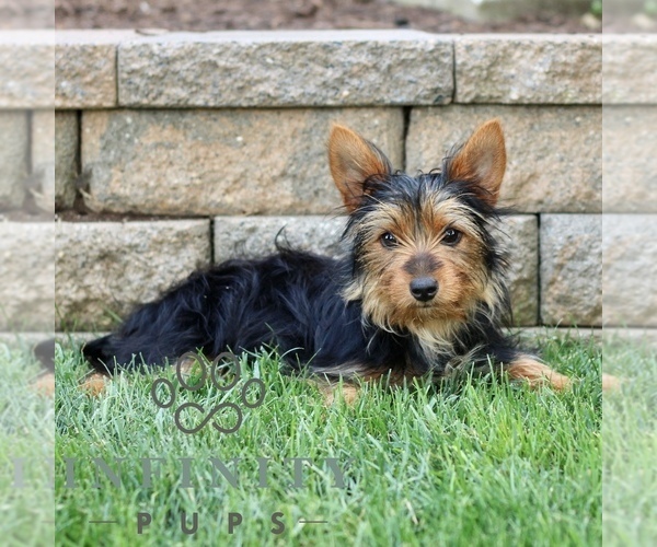 Medium Photo #2 Yorkshire Terrier Puppy For Sale in BIRD IN HAND, PA, USA