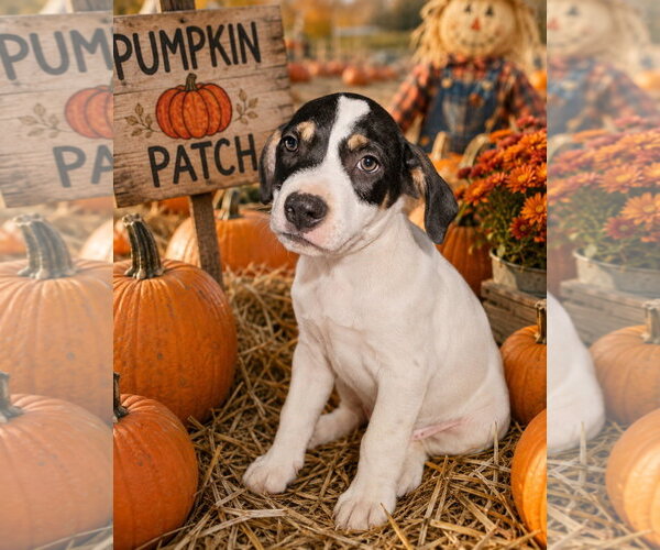 Medium Photo #2 Labbe Puppy For Sale in Southbury, CT, USA