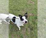 Small #2 American Pit Bull Terrier Mix