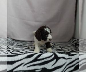 Goldendoodle (Miniature) Puppy for sale in FRYTOWN, IA, USA