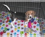 Small #3 Beagle