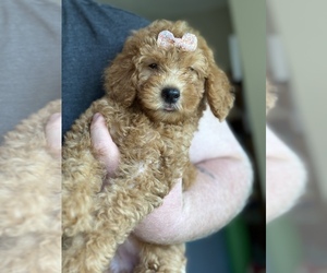 Goldendoodle (Miniature) Puppy for sale in BOSCOBEL, WI, USA