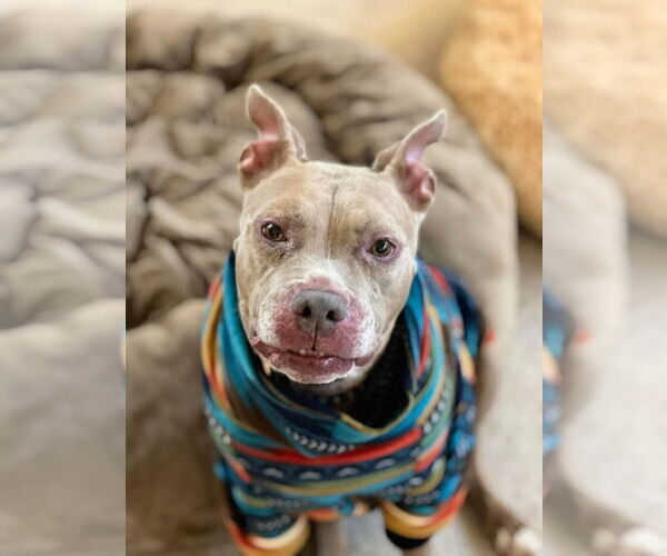 Medium Photo #9 American Pit Bull Terrier-Unknown Mix Puppy For Sale in Germantown, OH, USA