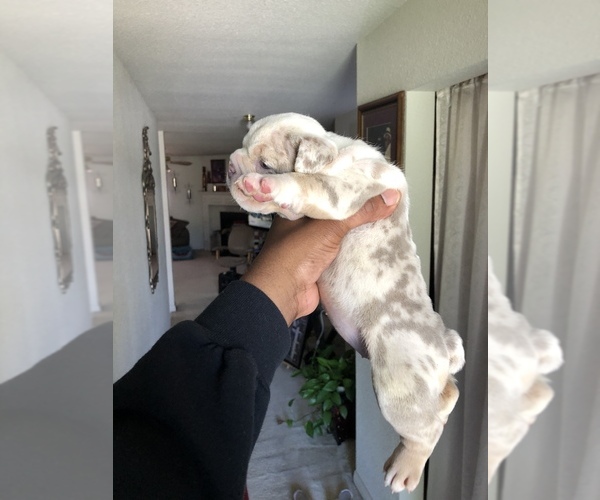 Medium Photo #6 English Bulldog Puppy For Sale in KILLEEN, TX, USA