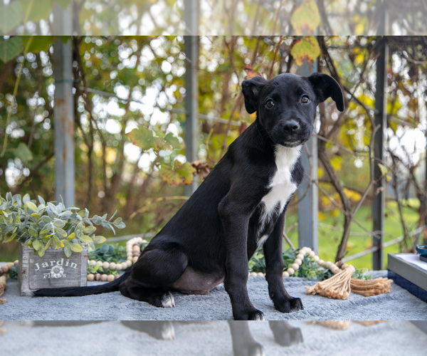 Medium Photo #12 Border Collie-Boxer Mix Puppy For Sale in MILLERSBURG, IN, USA