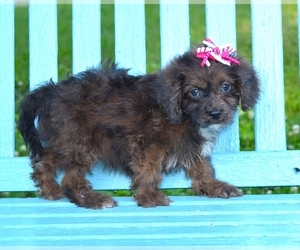 Cavapoo Puppy for sale in BARNESVILLE, KS, USA