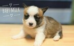 Small Photo #1 Pembroke Welsh Corgi Puppy For Sale in BAKERSFIELD, CA, USA