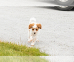 Small #8 Goldendoodle (Miniature)